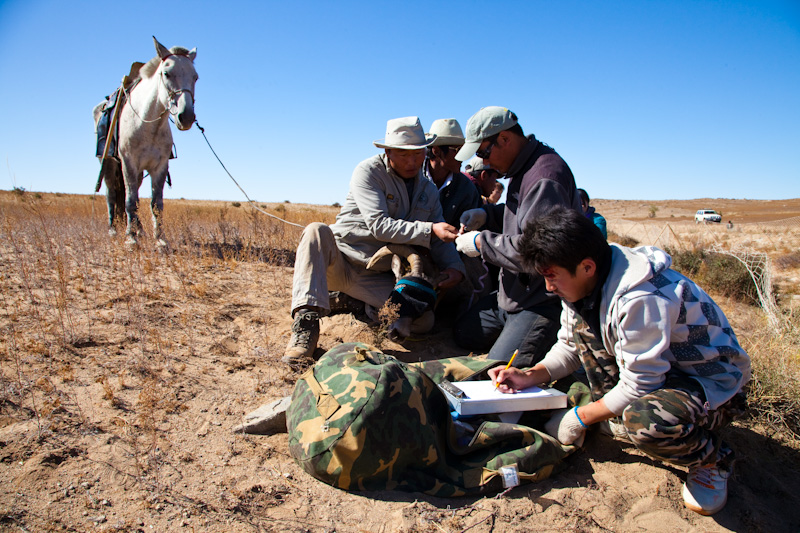 Radio Collaring An Argali